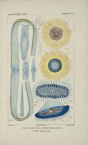 GUÉRIN-MÉNEVILLE (FÉLIX-ÉDOUARD) Iconographie du règne animal de G. Cuvier, ou représentation...