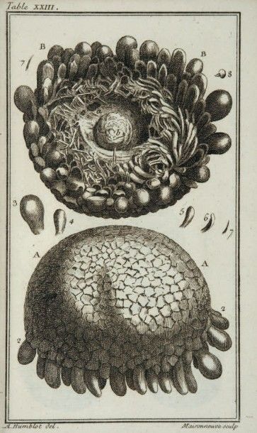 KLEIN (Jacques-Théodore) Ordre naturel des oursins de mer et fossiles, avec des observations...