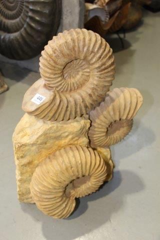 null Beau bloc de 3 Ammonites malgaches.
(50x32 cm.)