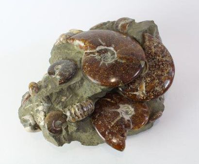 null Joli bloc d'Ammonites polies. (30x22 cm.)