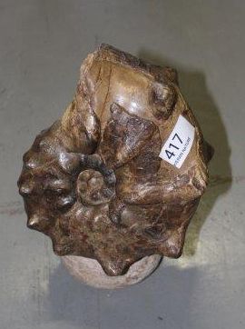 null 2 Ammonites: Septaria (19cm.) - Mammites