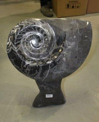 null Belle Ammonite Goniatite (Erfoud-Maroc). Ht. 50 cm