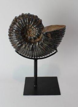 null 2 Ammonites: Cleoniceras (22 cm.)- Douvilleiceras
(23x18 cm.). Soclées