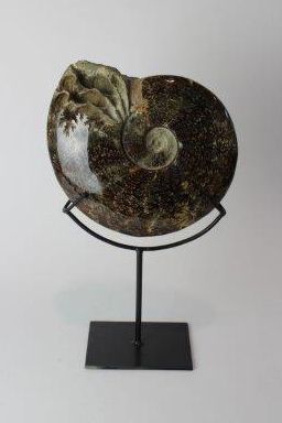 null 2 Ammonites: Cleoniceras (22 cm.)- Douvilleiceras
(23x18 cm.). Soclées