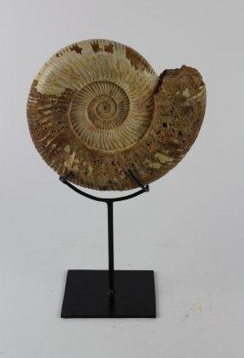 null Ammonite polie- Ammonite Perisphinctes.
Soclées