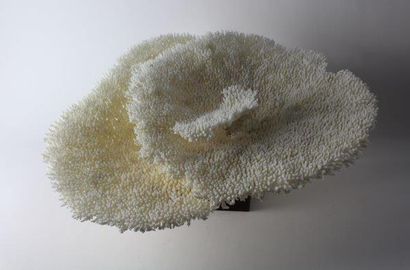 null Très belle plaque de corail tabulaire
Acropora latistella.
(50x50cm.). Iles...