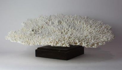 null Plaque de corail tabulaire
Acropora latistella. (50x45 cm.).
Iles Salomon.
Annexe...