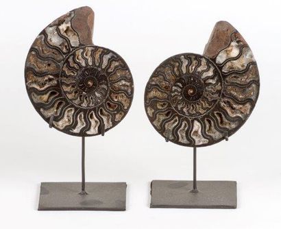 null Deux Paires d'Ammonites sciées et soclées