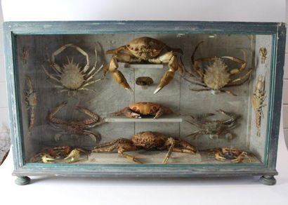 null Vitrine (95x58 cm.) avec Crabes.
Non Cites