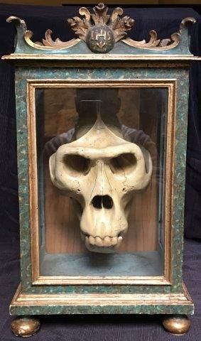 null Sorte de reliquaire contenant un crâne de gorille en plâtre
H. 84 cm - L. 30,5...