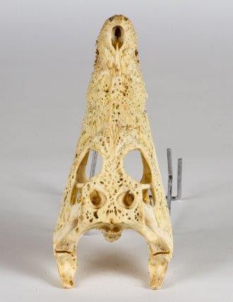 null Crâne de crocodile
Madagascar
40x17x8
25x11x6 cm
Non Cites