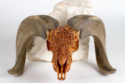 null Crâne de buffle sculpté d'un dragon
Indonésie
37x29x24
Non Cites