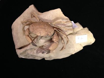 null Crabe fossilisé - Miocène
Taïwan