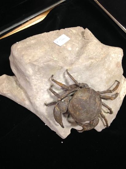 null Crabe fossilisé - Miocène
Nouvelle Zélande