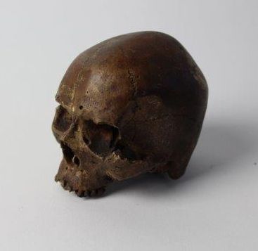 null Ensemble de reproductions: un crâne d'Homme de Neandertal et un crâne d'Homo...