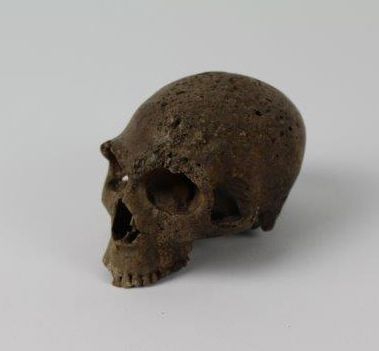 null Ensemble de reproductions: un crâne d'Homme de Neandertal et un crâne d'Homo...