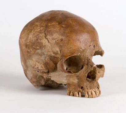 null Vanité
Crâne en plâtre
Italie
20 x 15x 15 cm