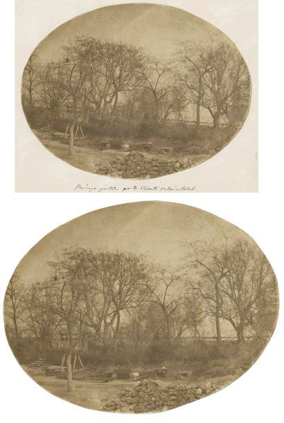 Vicente Poleró y Toledo (1824-1899) Étude d'arbres Madrid, vers 1850 Épreuve sur...