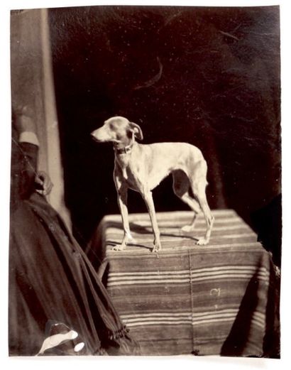 Charles Nègre (1820-1880) Portrait d'un chien dont on retient l'oreille écartée
Vers...