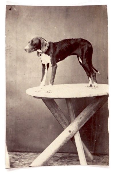 Charles Nègre (1820-1880) Petit portrait d'un chien vers 1858
Épreuve albuminée,...