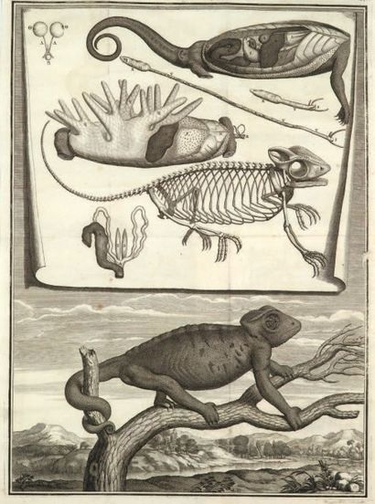 PERRAULT (Claude) Description anatomique d'un caméléon, d'un castor, d'un dromadaire,...