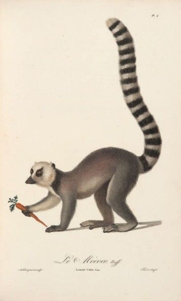 AUDEBERT Histoire naturelle des singes et des maquis. Paris, Desray, An VIII (1800)....