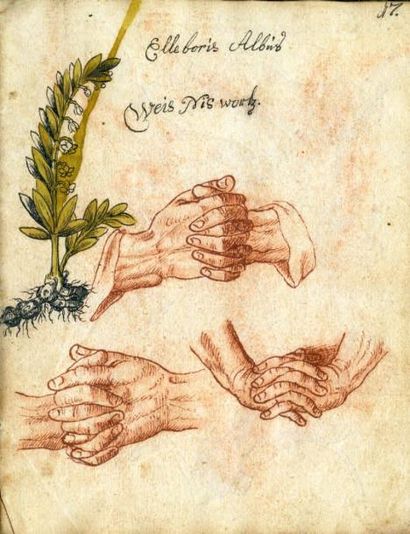 null MANUSCRIT.
— Dessins anatomiques et de plantes. S.l.n.d. [Allemagne, fin du...