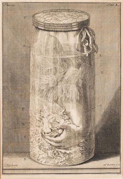 CORNÉLIS HUYBERTS (1669-1712) Mains et éléments dans un bocal.
Planche issue du livre:...