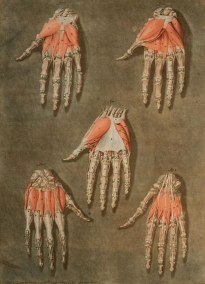 ARNAULD-ÉLOI GAUTIER-DAGOTY (1741- C. 1771) Cinq mains disséquées.
Pl. Pour le Cours...