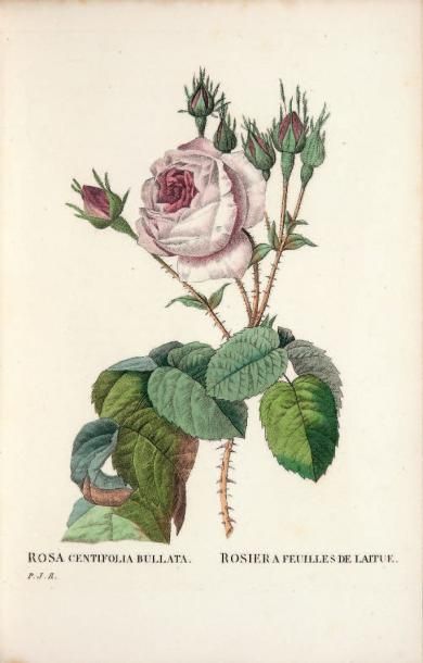 REDOUTÉ (Pierre-Joseph) Les Roses, peintes par P. J. Redouté, décrites et classées...