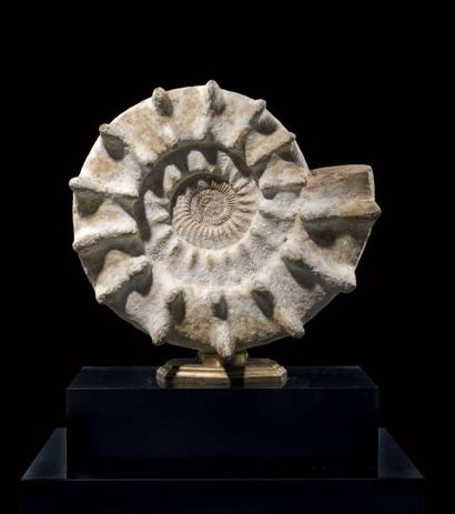 null Importante Ammonite Cranosphinctes
Oxfordien, Jurassique supérieur
Ampananira,...
