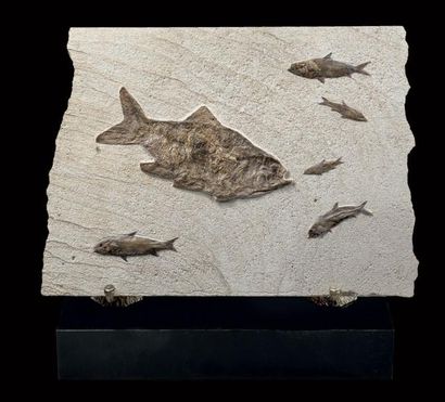 null Poissons fossiles sur plaque
Brannerion sp. avec cinq Racholepis sp.
Cenomanien,...