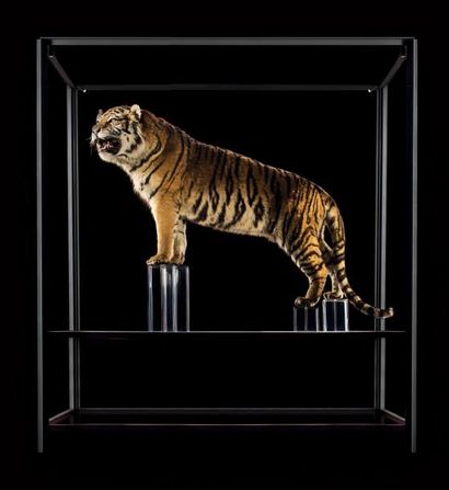 null Tigre, Panthera tigris
XXe siècle
Italie
Tigre né et décédé dans un parc zoologique...