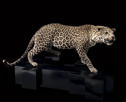 null Couple de léopards Panthera pardus
Couple présenté individuellement chacun sur...