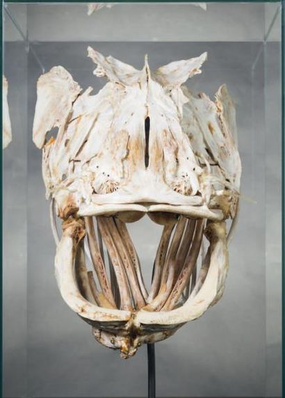 null Impressionnant crâne de Silure Silurus glanis
Le silure est le plus grand poisson...