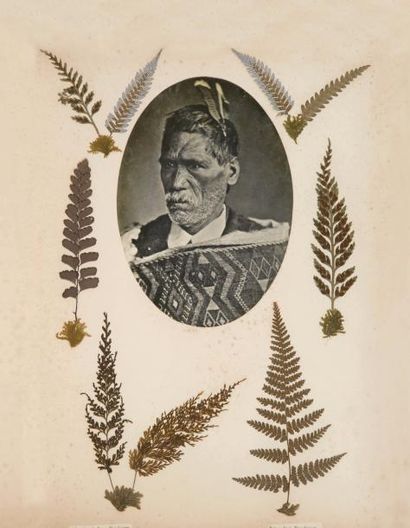 null HERBIER. - New Zealand Ferns. S.l. [vers 1880]. Album grand in-4 (365 x 270...