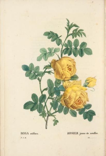 REDOUTÉ (Pierre-Joseph) et Claude-Antoine THORRY Les Roses peintes par P. J. Redouté...