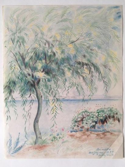 George Manzana PISSARO (1871-1961) Mimosa
Crayons sur papier
27 x 20 cm