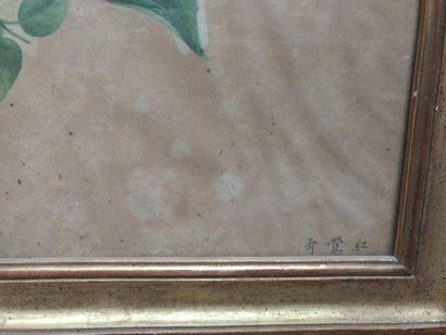 CHINE Perroquet sur une branche
Aquarelle Annotations en bas à droite
35 x 46 cm...