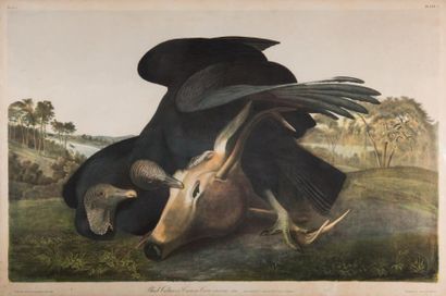 Jean-Jacques AUDUBON (1785 - 1851) (d'après) 
Black Vulture or Carrion Crow. (N°...