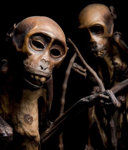 null Deux momies de singe
Philippines
H. 27 cm 
Provenance: 
Ancienne collection...