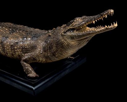 null Taxidermie de crocodile du Nil, Crocodylus niloticus
Madagascar
L. 118 cm -...