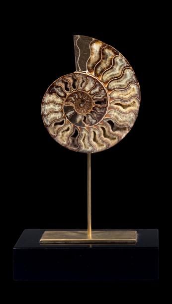 Section d'ammonite Cleoniceras besairiei...