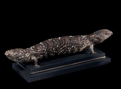 null Scinque rugueux, Tiliqua Rugosa
Australie
Dim du scinque: L. 40 cm - l. 11 cm
Originaire...