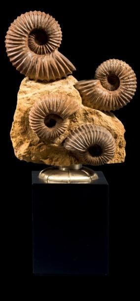 null Bloc d'ammonites Acanthoceras
Toliara, Madagascar
Epoque: Cénomanien (-100 à...