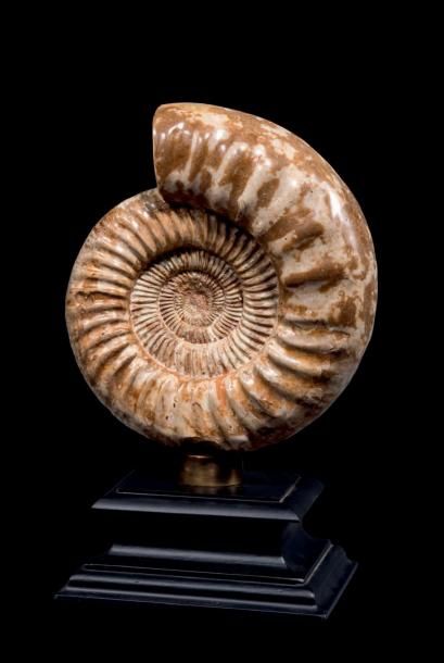 null Ammonite Perisphinctes
Madagascar
Epoque: Oxfordien (-163 à -157 millions d'années)...