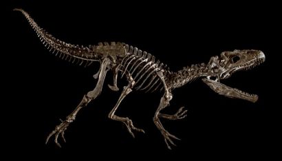 Allosaurus Squelette de Allosaurus jimmadseni
Epoque: Jurassique Supérieur (161-145...