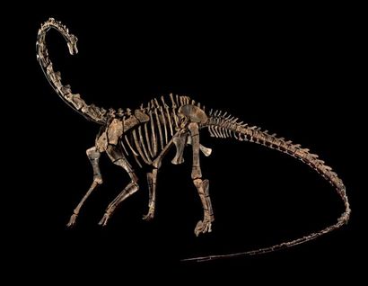 Diplodocus Kaatedokus Siberi: Diplodocus
Epoque: Morrison-Formation, Jurassique Supérieur...
