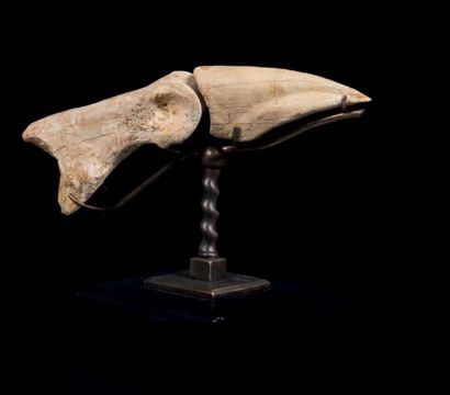 null Phalange et griffe de Carcharodontosaurus
Afrique du Nord
Epoque: Albien-Turonien...