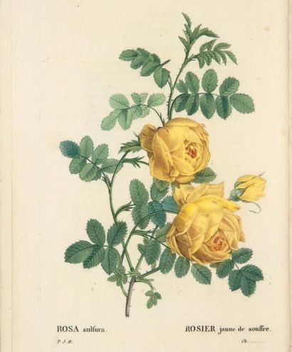 REDOUTÉ (Pierre-Joseph) et Claude-Antoine THORRY. Les Roses peintes par P. J. Redouté...